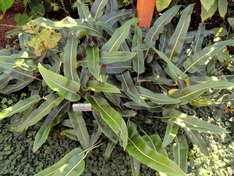 Microsorum pustulatum