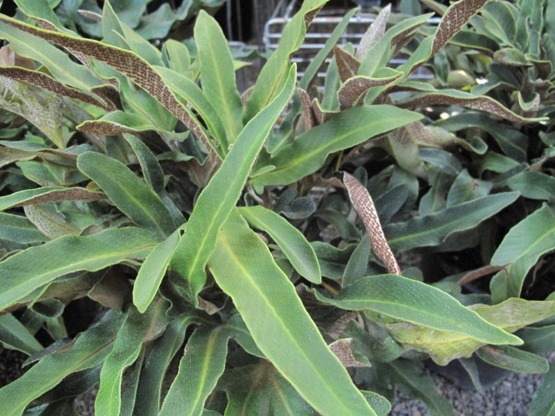 Pyrrosia longifolia