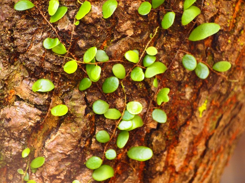 Pyrrosia angustata