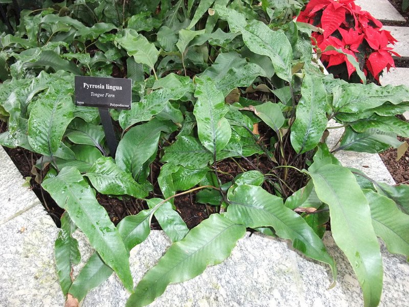 Pyrrosia lingua