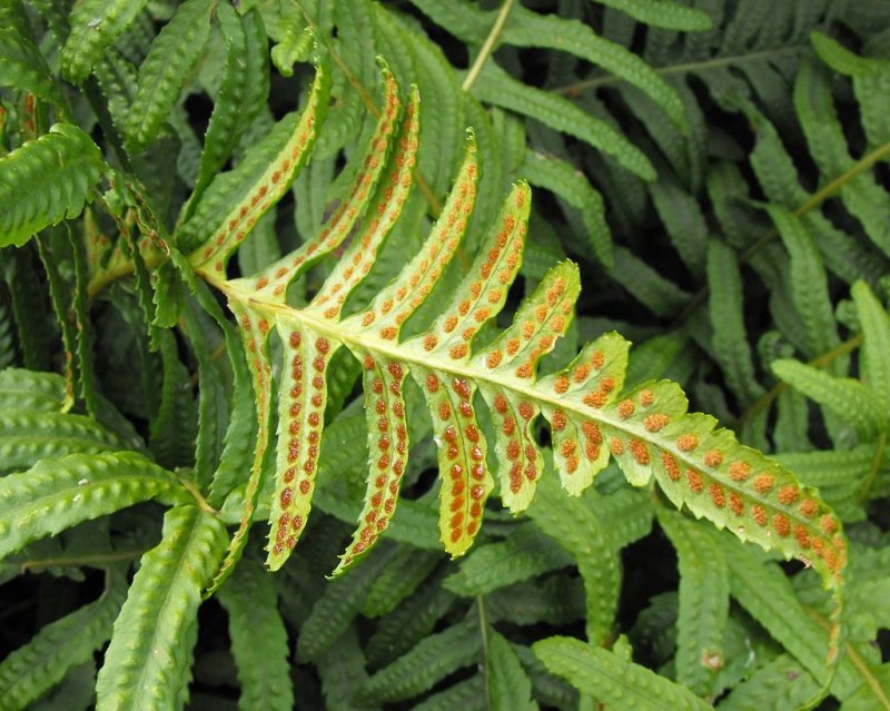 Папоротник Pyrrosia piloselloides.