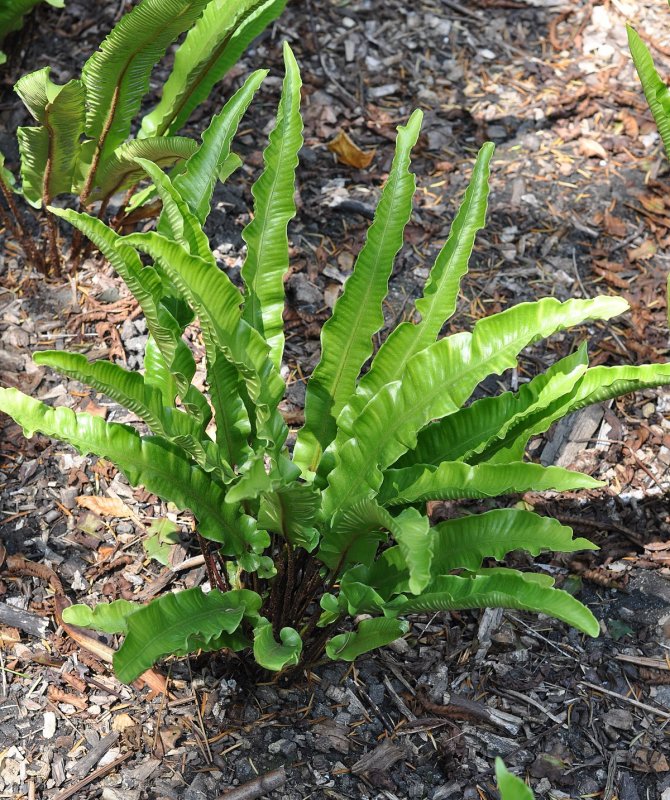 Elaphoglossum peltatum