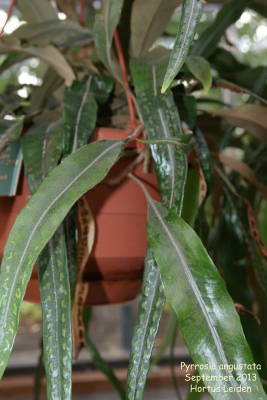 Drynaria quercifolia