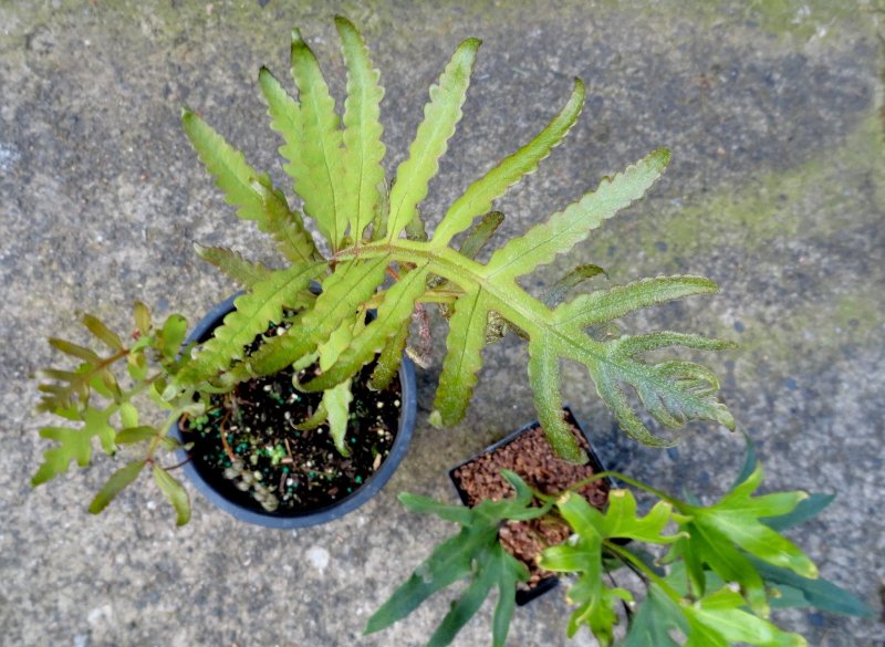 Pyrrosia SP. Ex. Vietnam Pyrrosia SP.