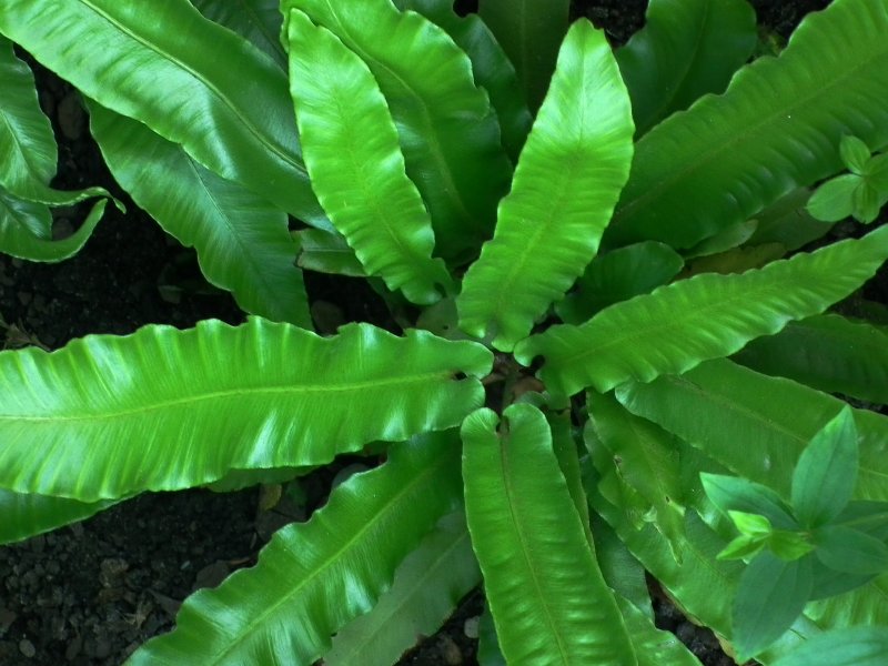 Selliguea rhynchophylla.