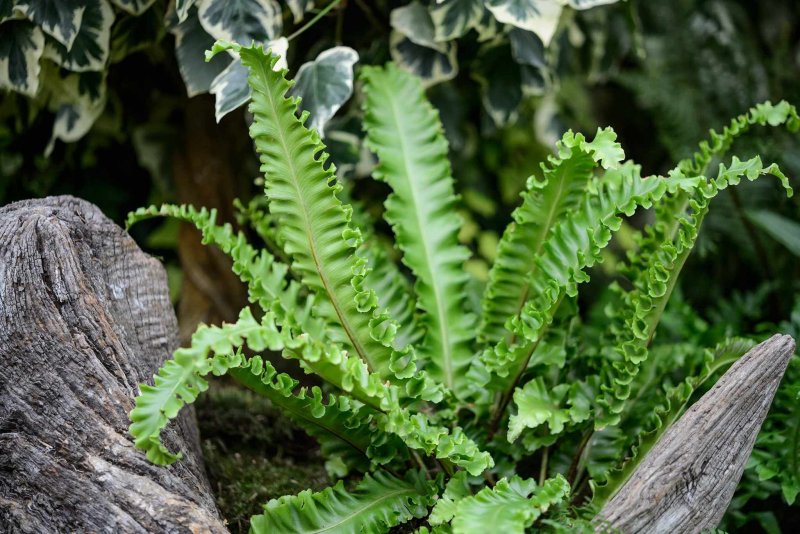Microgramma reptans