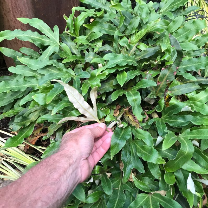 Pyrrosia nummularifolia