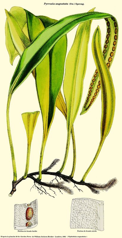 Campyloneurum phyllitidis