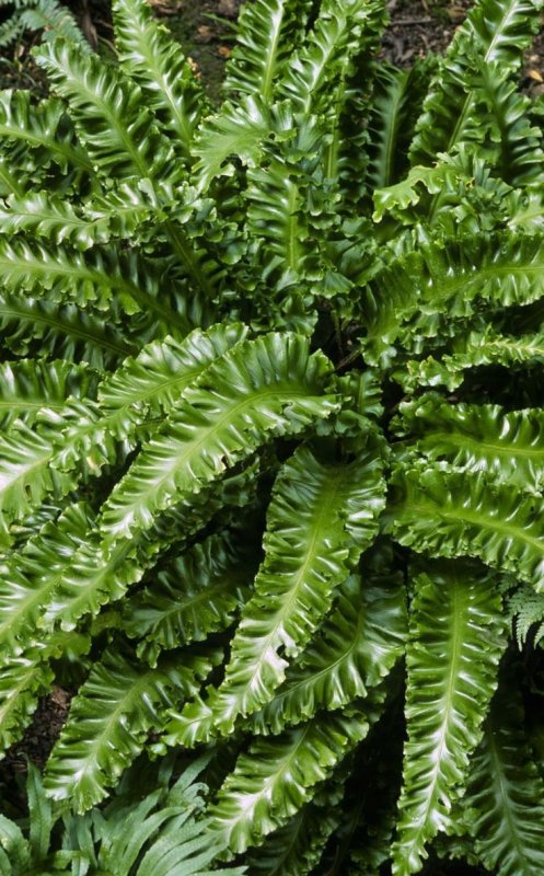 Lygodium flexuosum