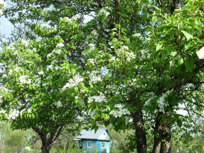 Плоды дерева ши карите