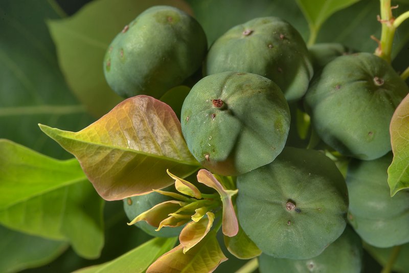 Sapium sebiferum