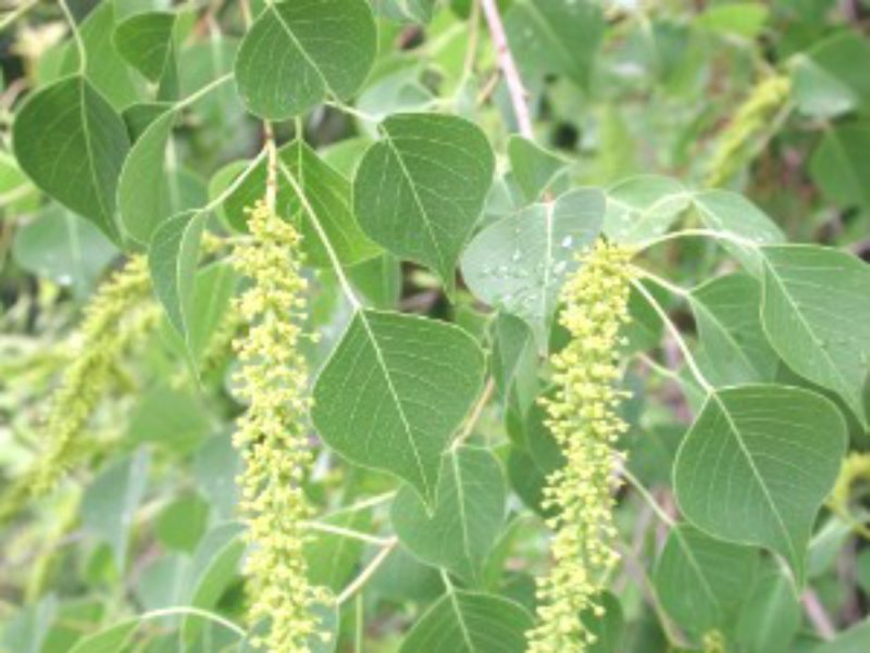 Triadica sebifera. Расположение листьев