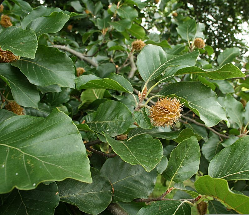 Бук Восточный – Fagus orientalis