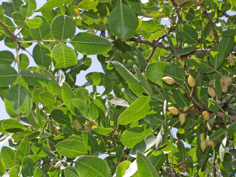 Triadica sebifera