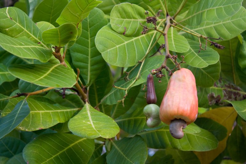 Broussonetia papyrifera