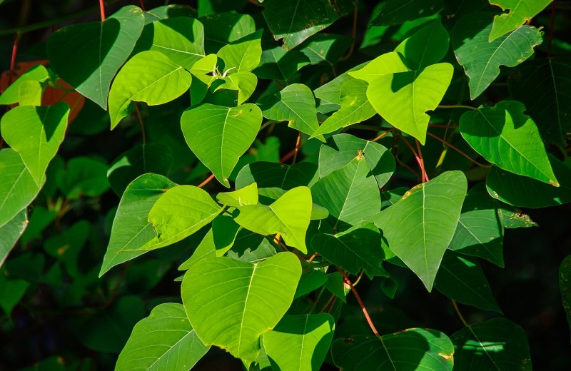 Homalanthus populifolius
