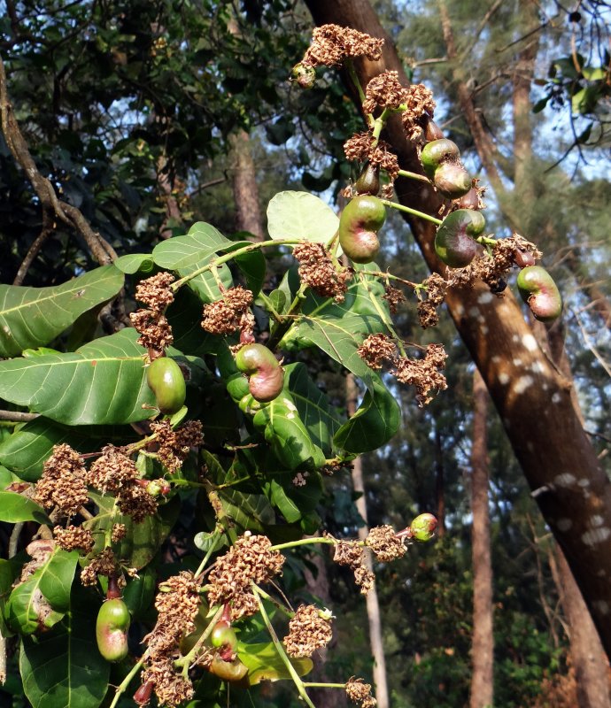Sapium sebiferum