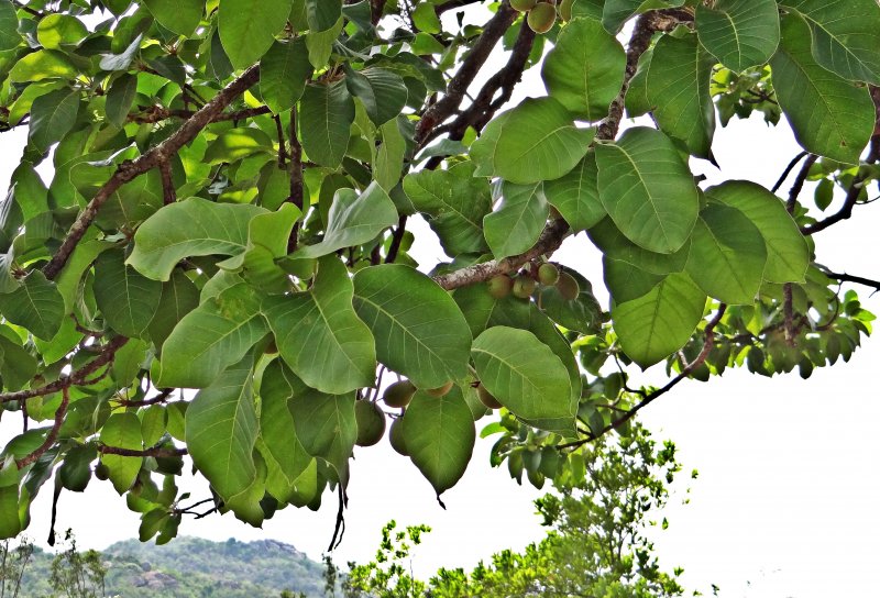 Madhuca longifolia)