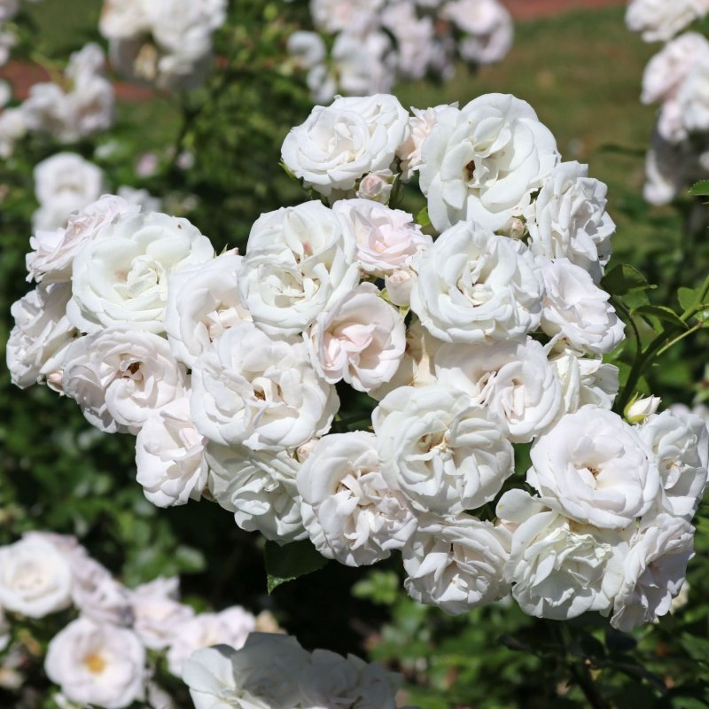Роза флорибунда Aspirin Rose (аспирин Роуз)