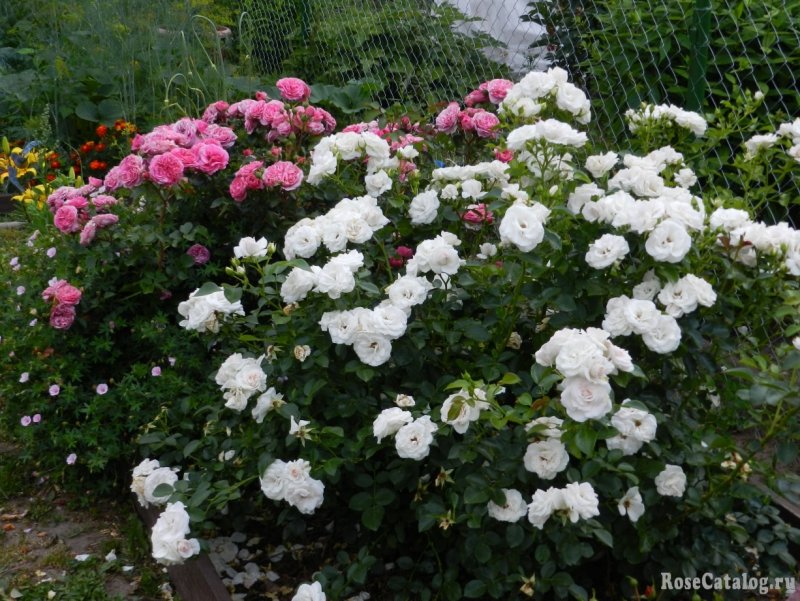 Aspirin Rose роза штамбовая