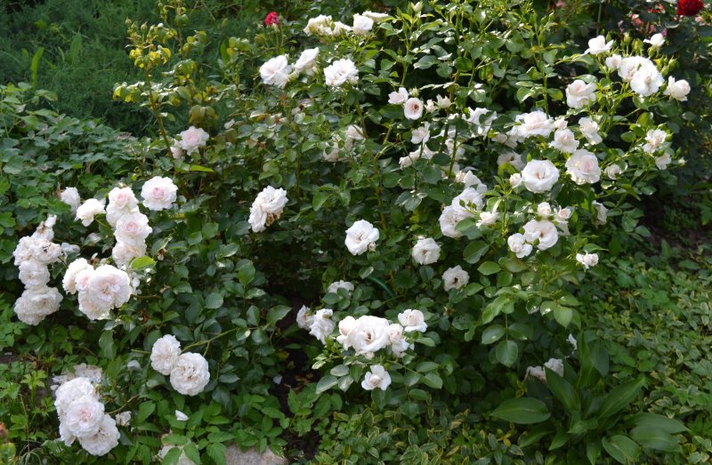 Роза great North Eastern Rose