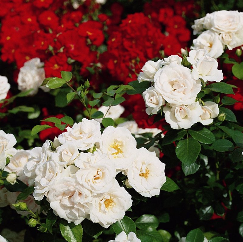 Роза "аспирин Розе" (Aspirin Rose)