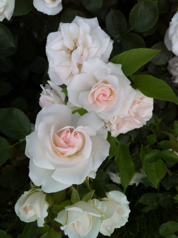 Аспирин Роуз (Aspirin Rose)