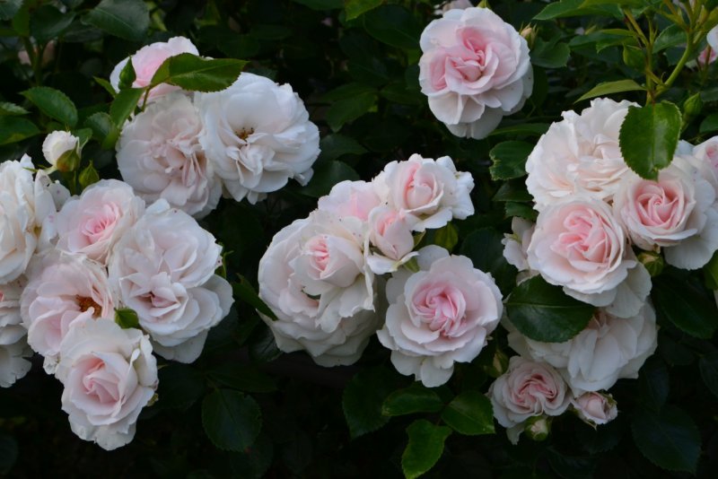 Роза аспирин-Розе Rosa Aspirin-Rose
