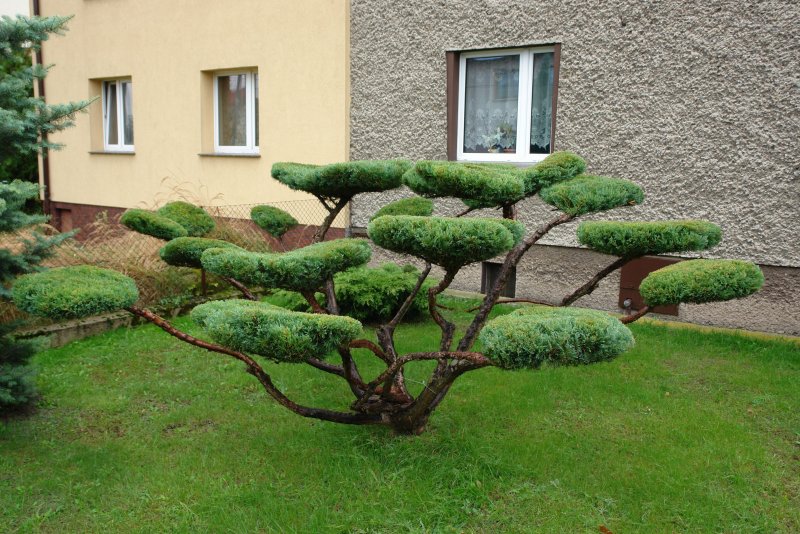 Стрижка можжевельника казацкого ниваки