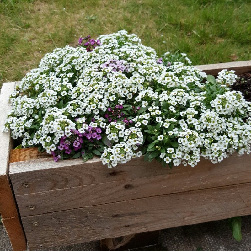 Лобулярия Приморская (Lobularia maritima)