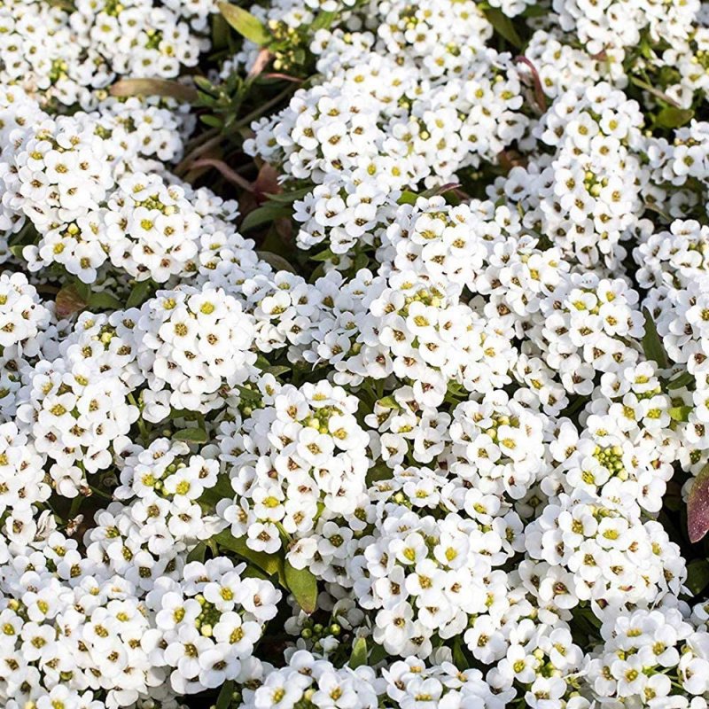 Лобулярия Приморская алиссум Lobularia maritima