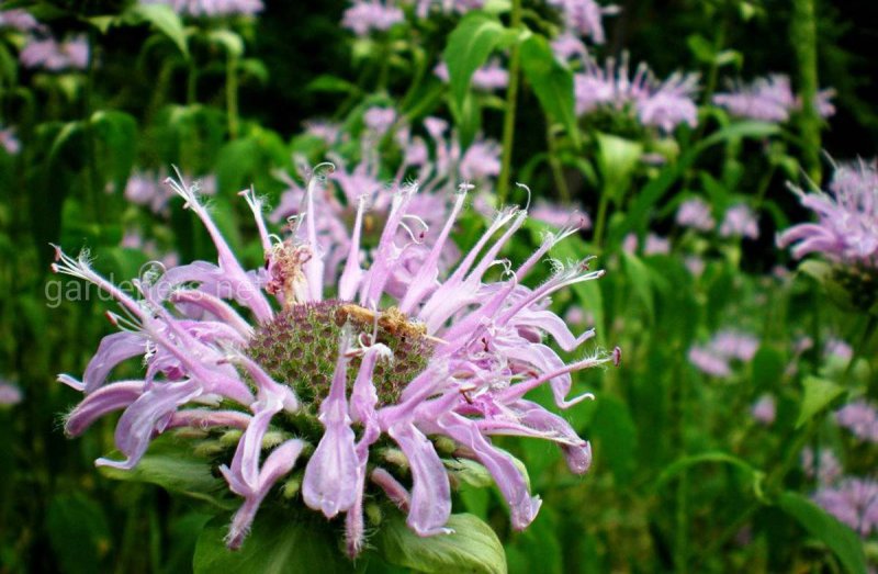 Монарда дудчатая Monarda fistulosa