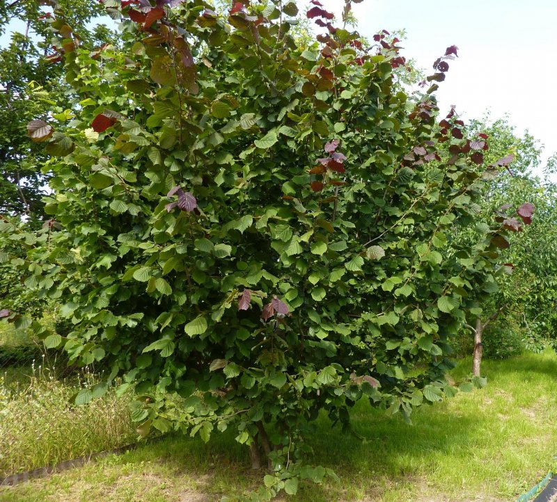 Лещина обыкновенная (Corylus avellana)