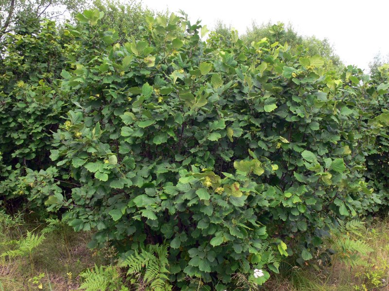 Лещина разнолистная - Corylus heterophylla