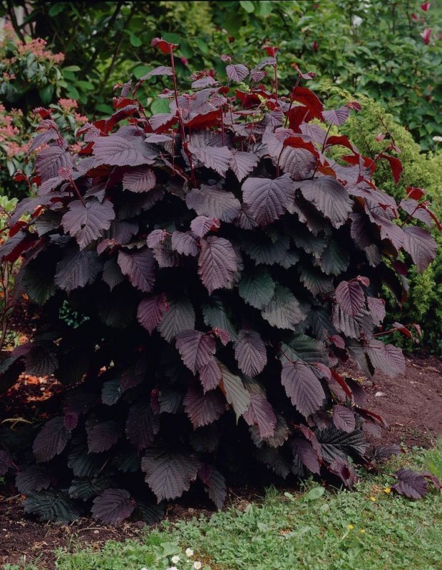 Лещина обыкновенная purpurea