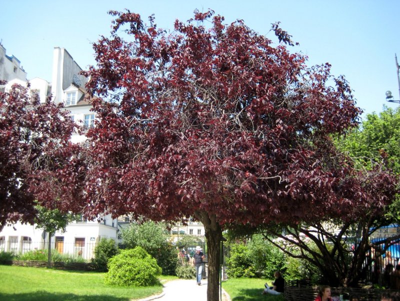 Лещина краснолистная (Corylus Atropurpurea)