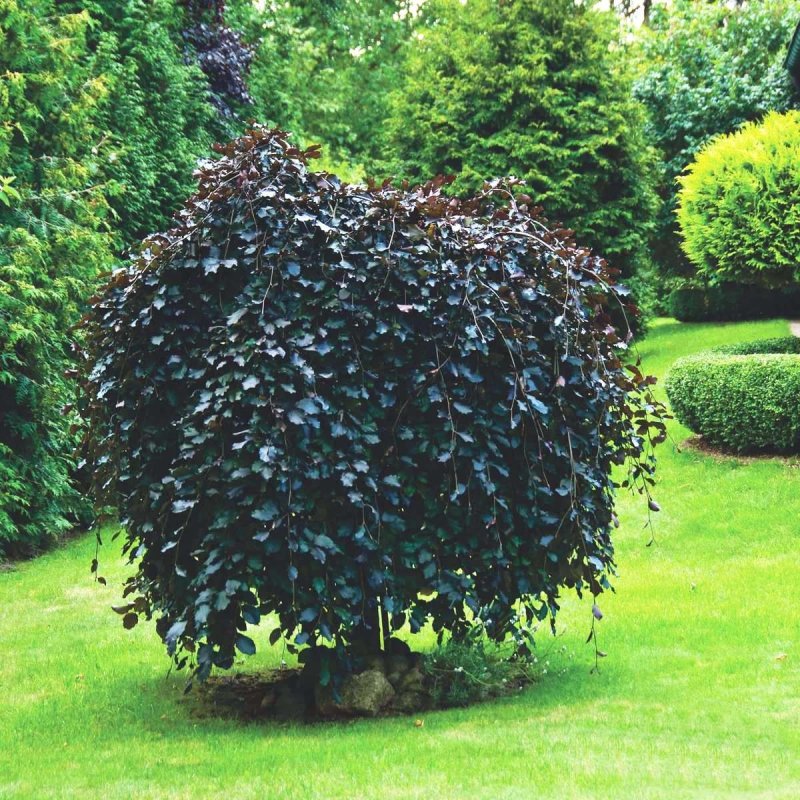 Бук Лесной purpurea pendula