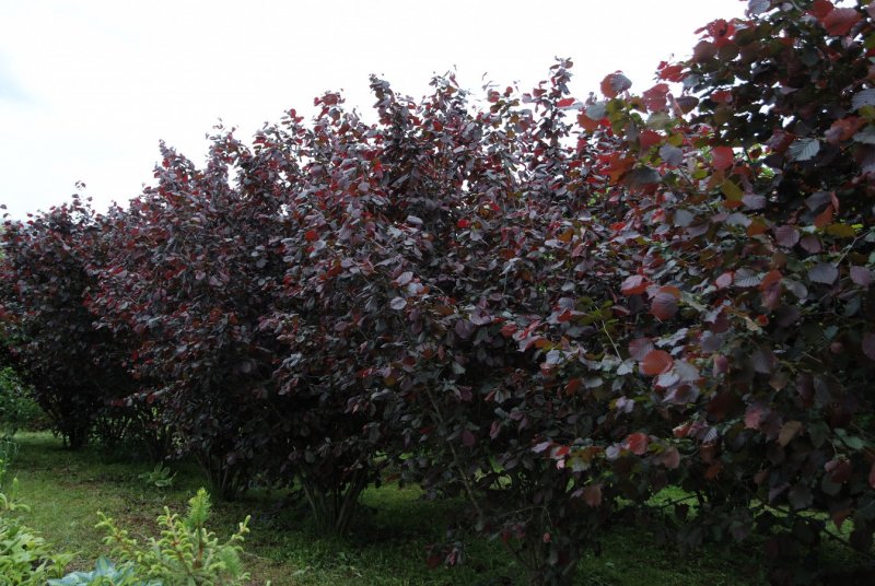 Лещина обыкновенная purpurea