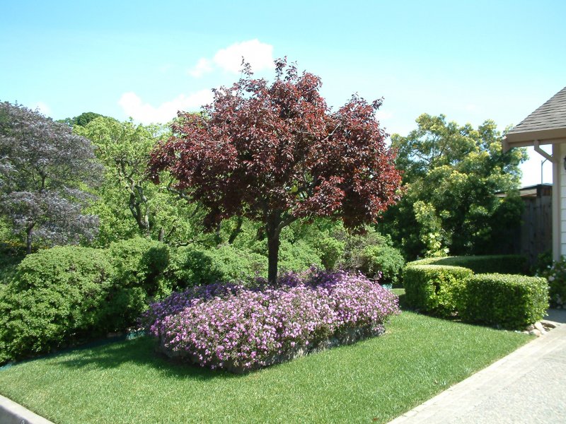 Prunus cerasifera 'Atropurpurea'
