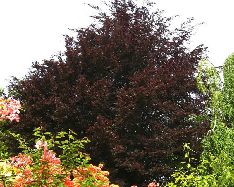 Fagus sylvatica Atropurpurea