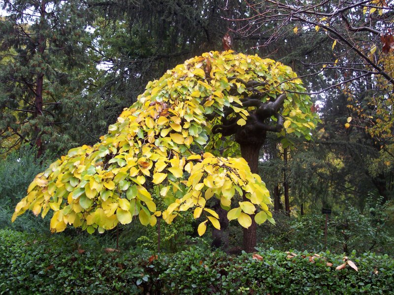 Вяз шершавый Ulmus glabra pendula