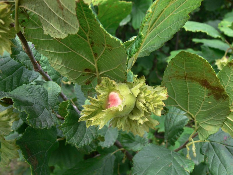 Лещина разнолистная - Corylus heterophylla