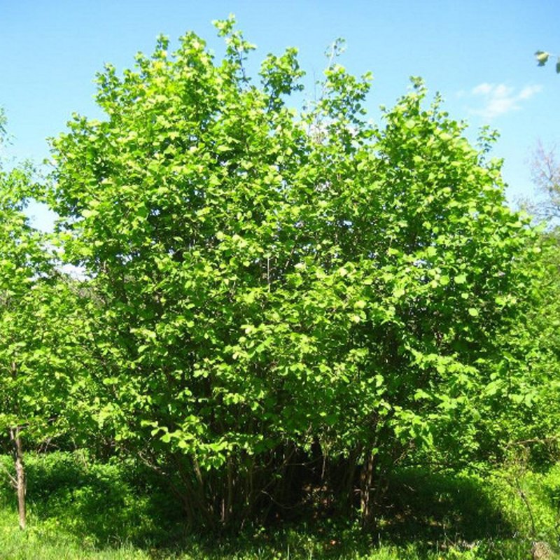Куземьяровский орешник