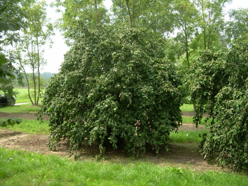 Лещина (Corylus avellana);