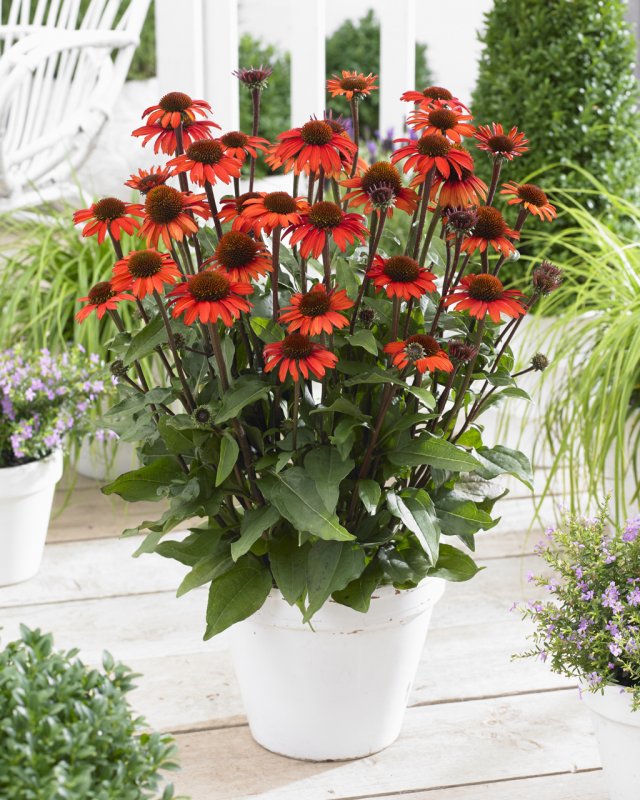 Эхинацея Echinacea Sunseekers Magenta
