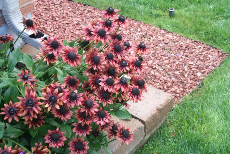 Эхинацея Echinacea Firebird