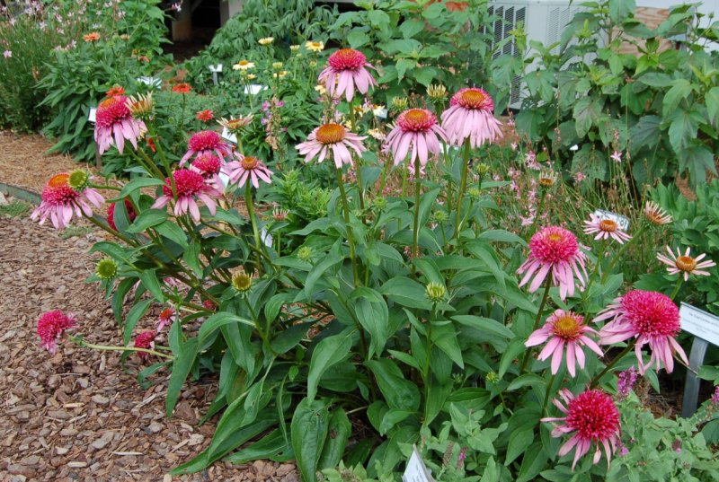 Echinacea Бубль ГУМ