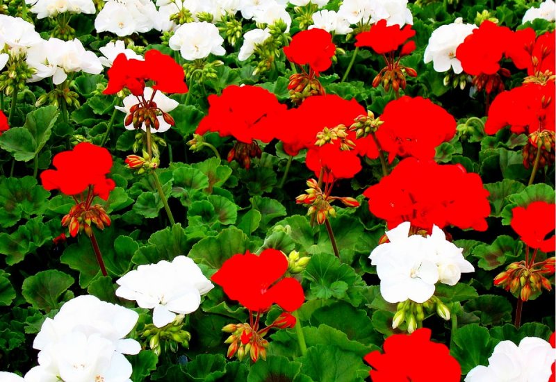 Пеларгония Red and White