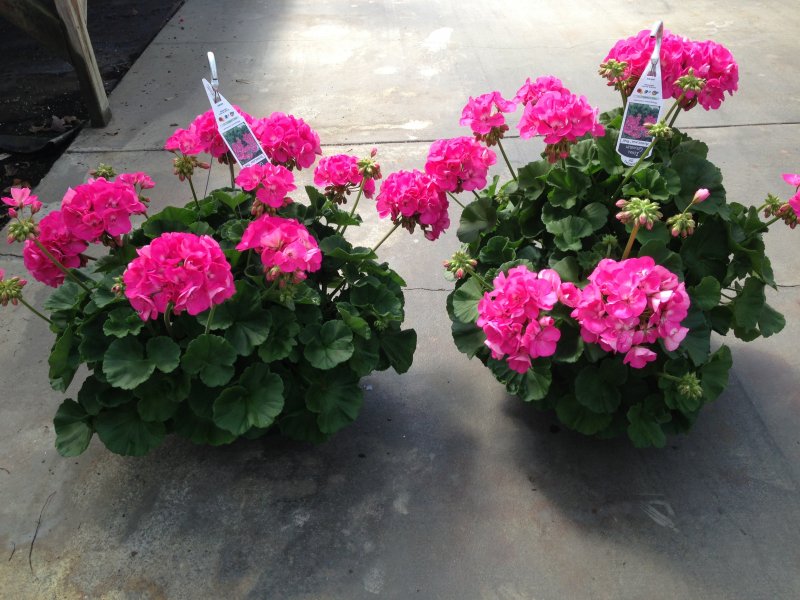 Geranium Americana Pink Barton's Greenhouse and Nursery