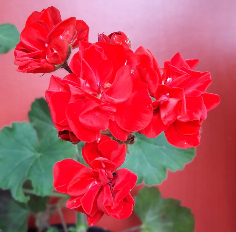Пеларгония Madame Bovary